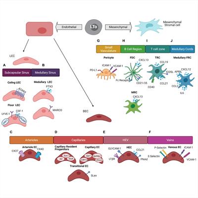 Stromal Cells Underlining the Paths From Autoimmunity, Inflammation to Cancer With Roles Beyond Structural and Nutritional Support